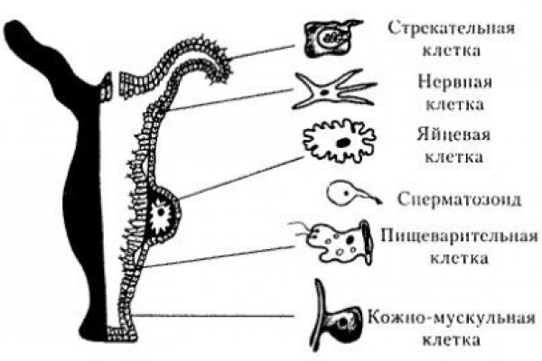 Kraken ссылка tg